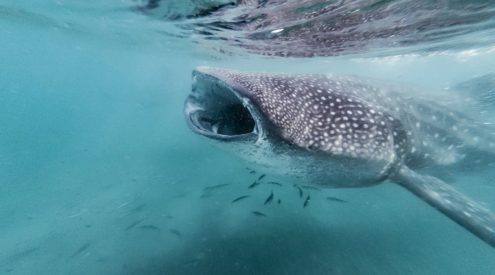 Manta rays and whale sharks now protected in Mozambique