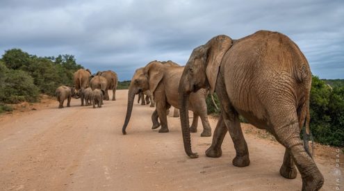 SANParks offer senior citizen discounts of up to 40%