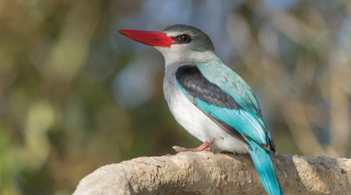 Islands of mangroves and their feathery dwellers