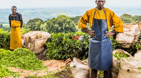 Thyolo, Malawi, Satemwa, people