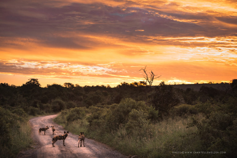 Wildlife ACT welcomes South Africans into its projects