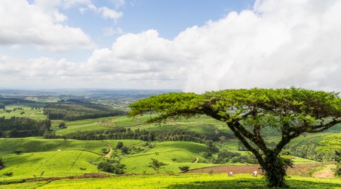 Satemwa Tea Estate, Thyolo, Malawi, things to do in Southern Malawi