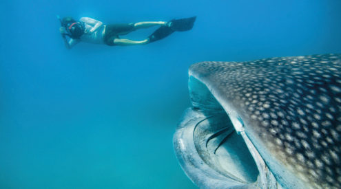 Shark Encounters - of the friendly kind