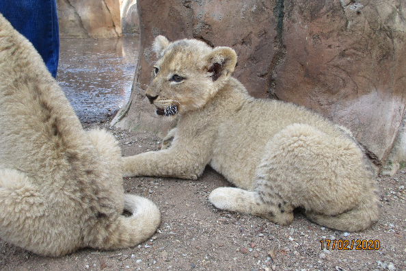 Openair Snakepark Polokwane