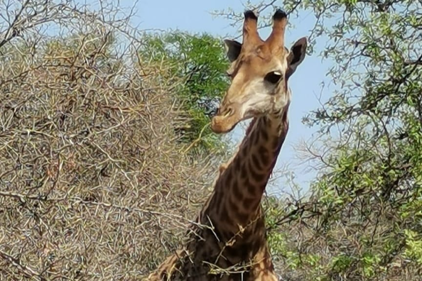 Polokwane Game Reserve